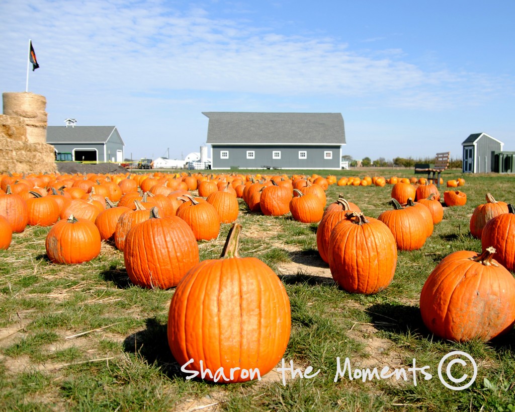 Pumpkin Patch at Orchard and Company|Sharon the Moments blog