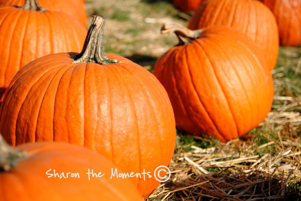 Pumpkins in the pumpkin patch|Sharon the Moments blog
