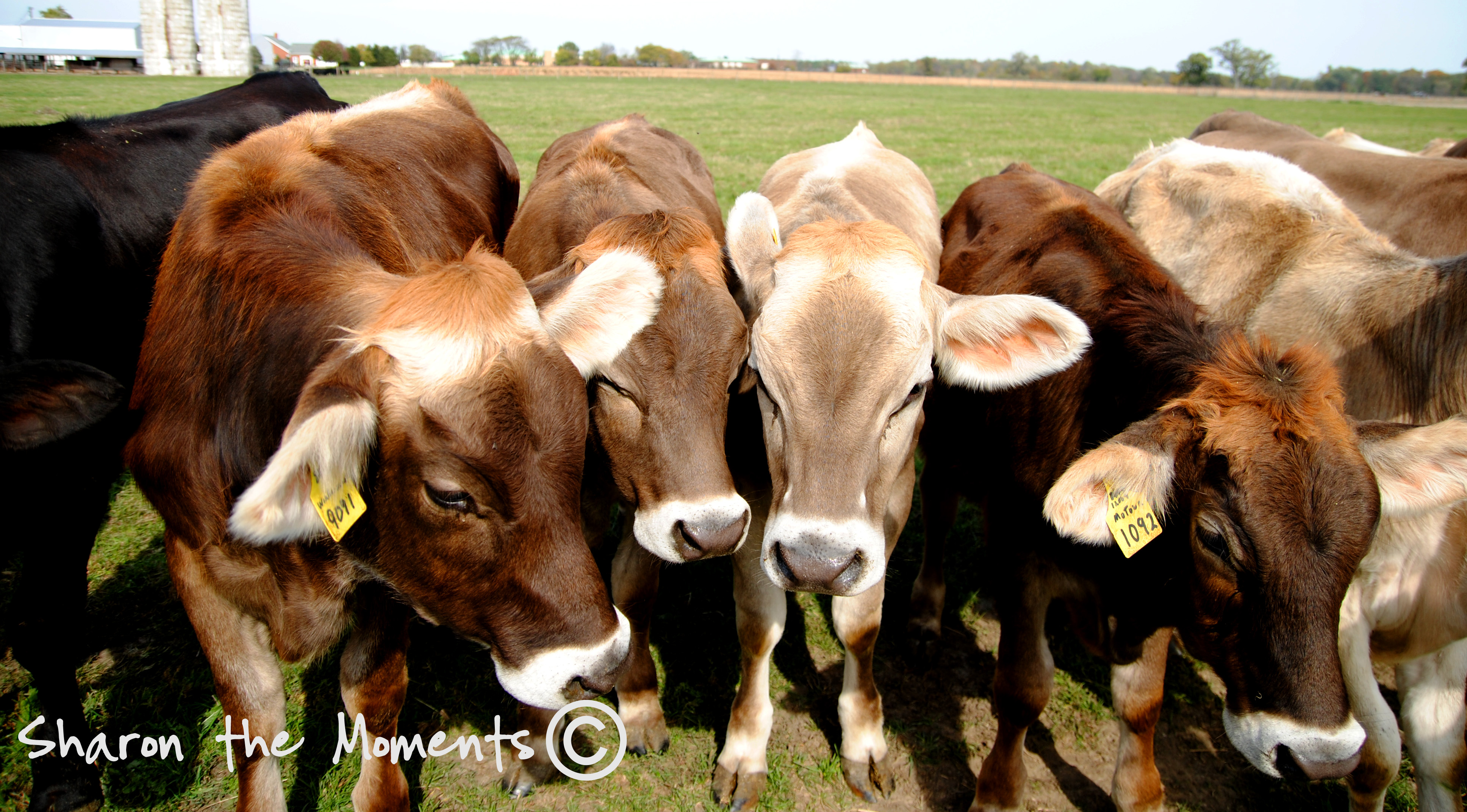 Cows at Orchard and company|Sharon the Moments blog