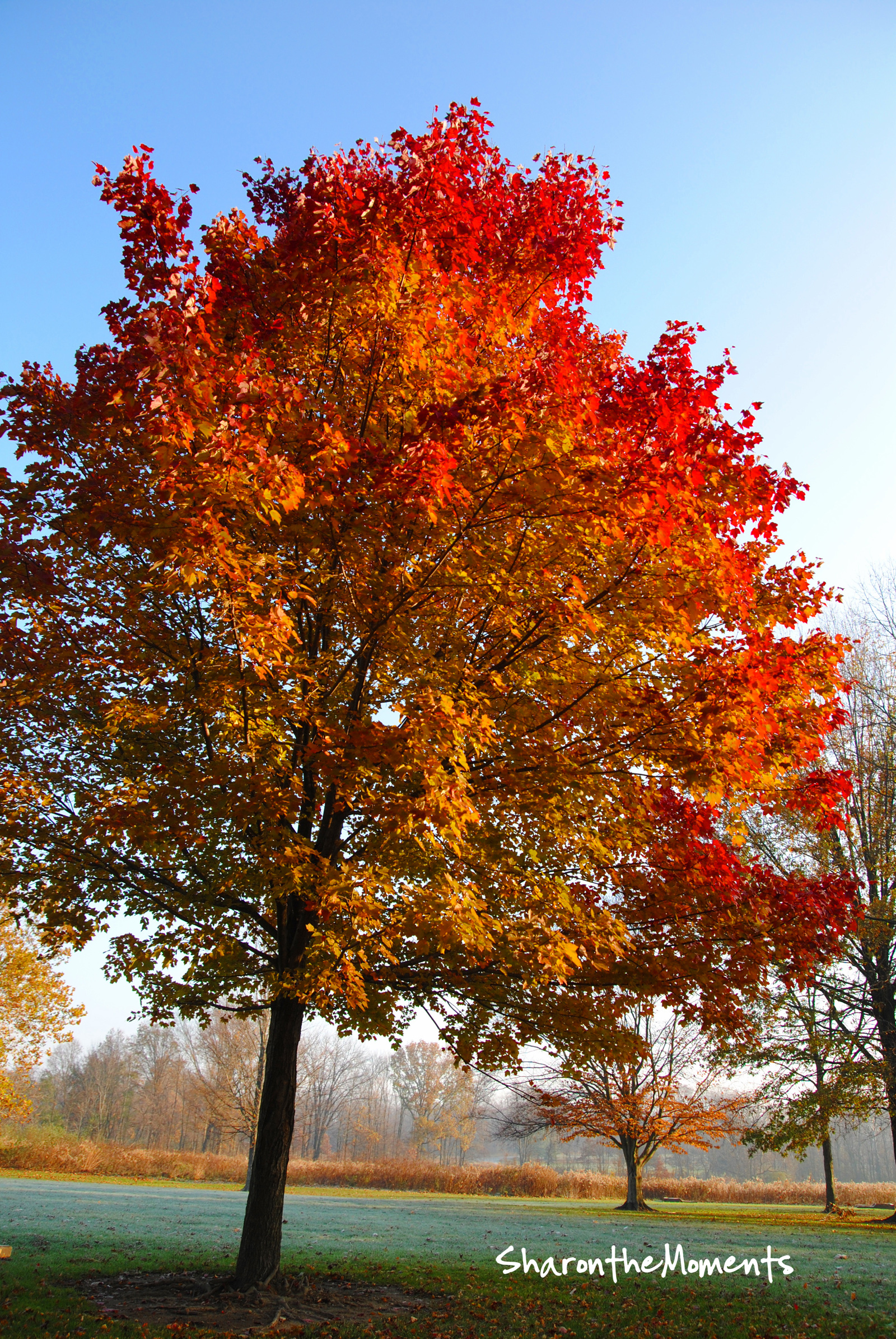 Favorite Photo Friday Autumn Follage at Sharon Woods Metro Park|Sharon the Moments blog