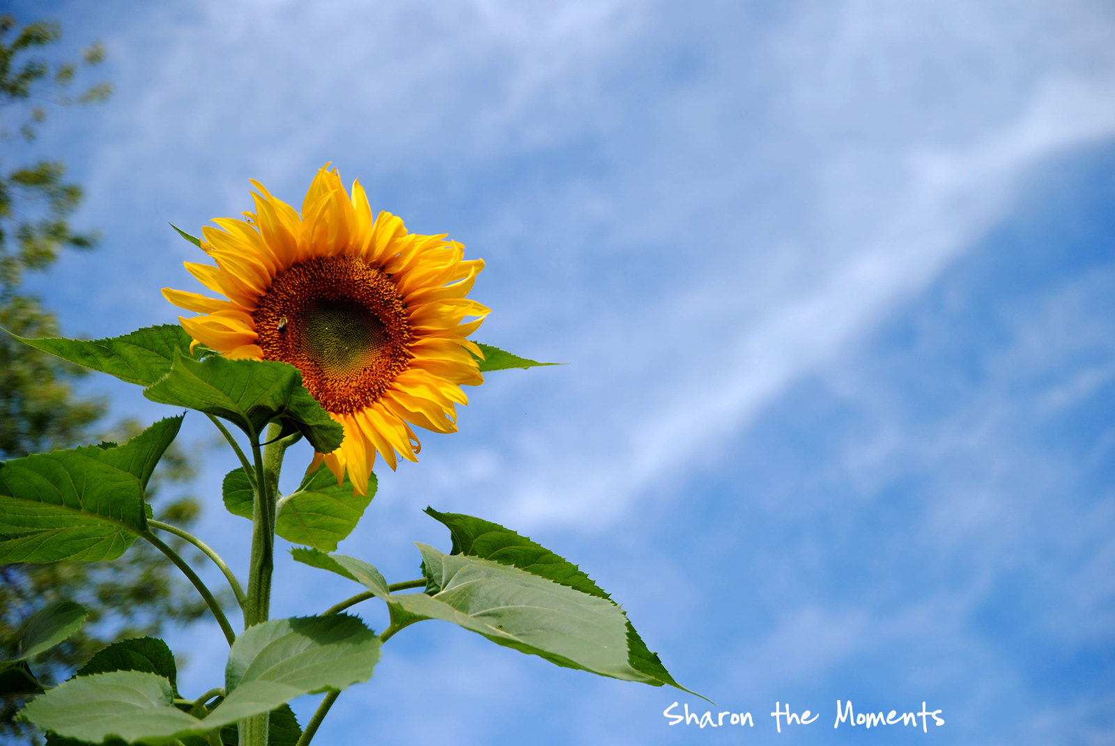 Favorite Photo Friday ™ |Sunflowers
