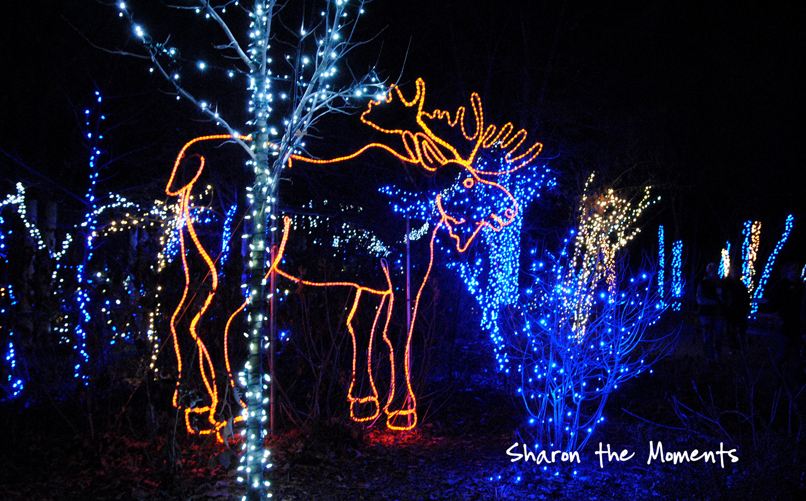 Family Fun at the Columbus Zoo Winter Wildlights|Sharon the Moments blog