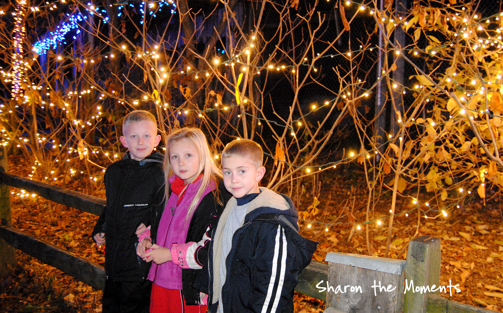 Family Fun at the Columbus Zoo for Winter Wildlights\Sharon the Moments blog