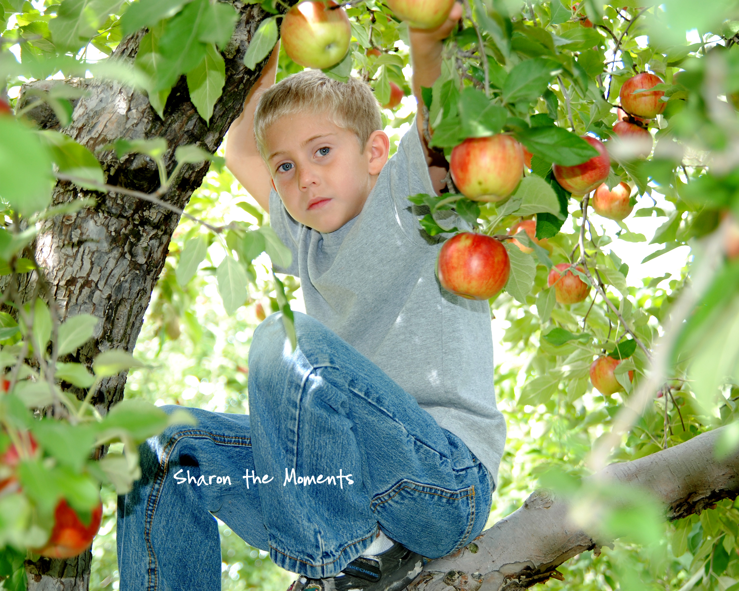 September Weekend at Lynd Fruit Farm Apple Orchard| Sharon the Moments Blog