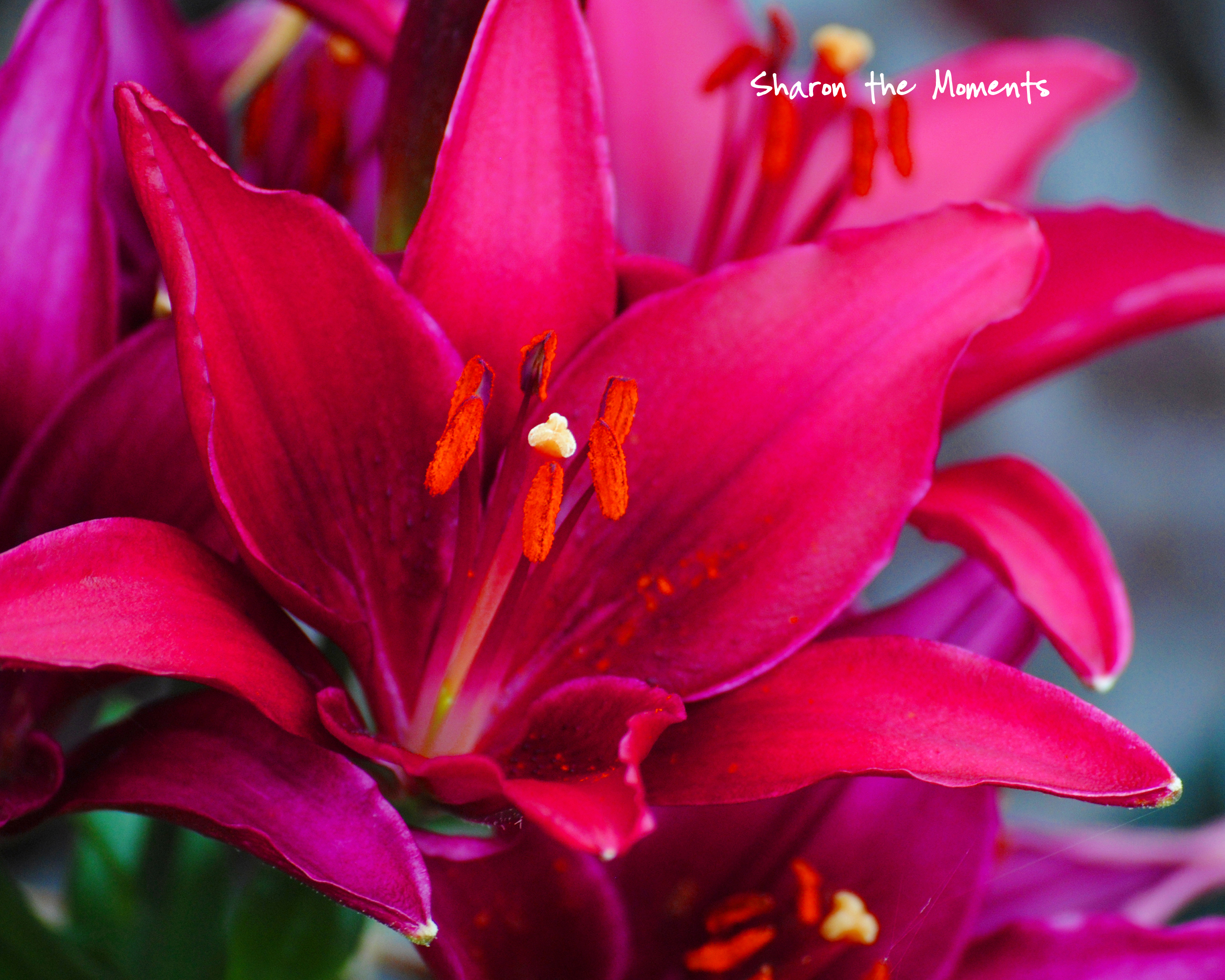Day Lillies in Ohio|Sharon the Moments blog