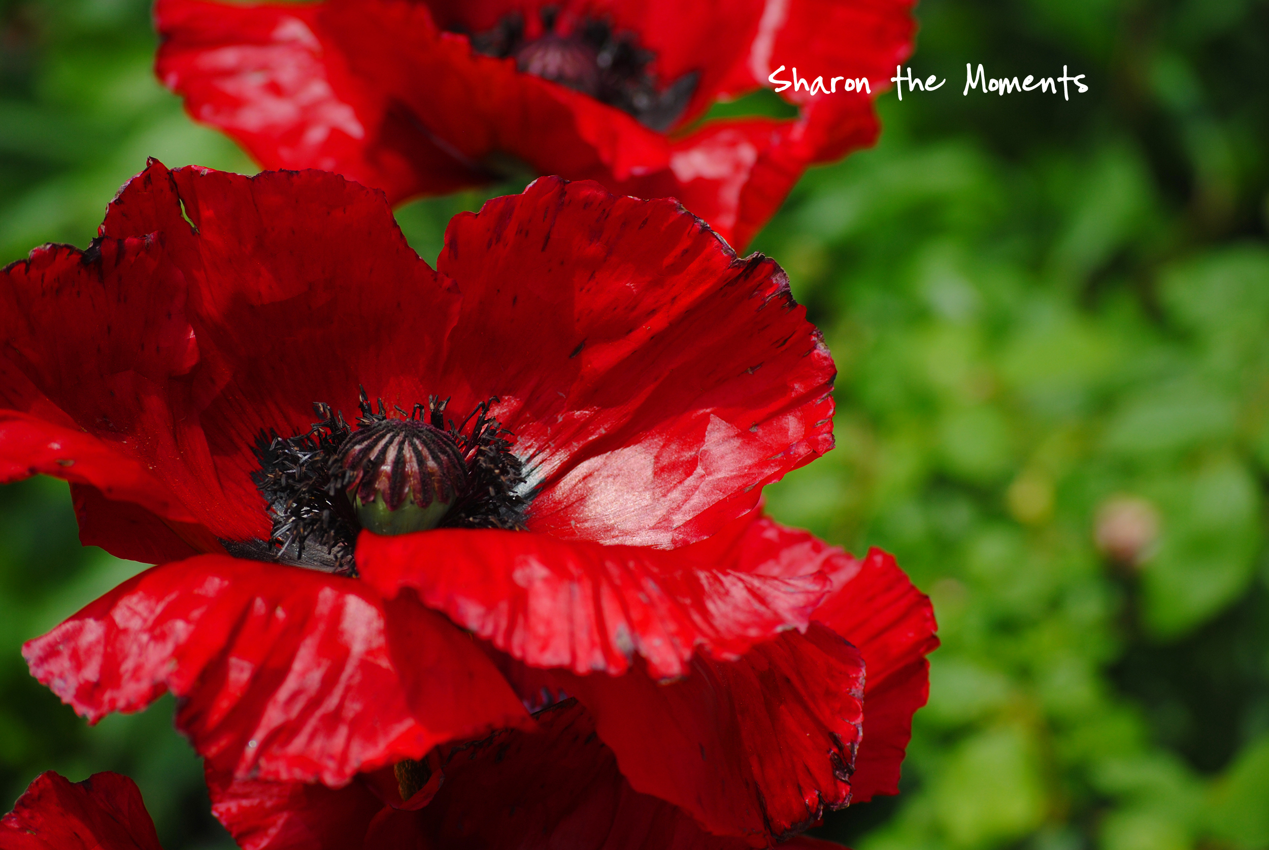 Favorite Photo Friday Eye Pleasing Red Poppies|Sharon the Moments blog