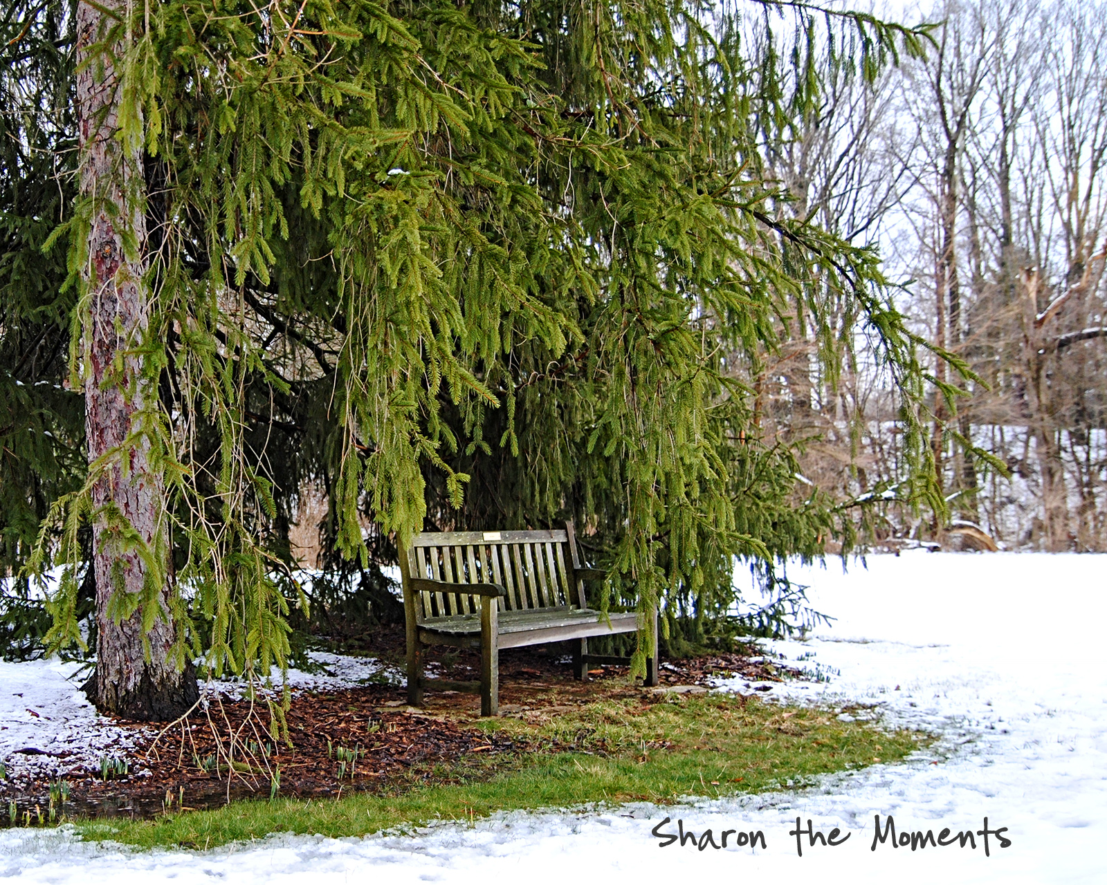 Favorite Photo Friday Snow Day at Sharon Woods and Inniswood Park|Sharon the Moments blog