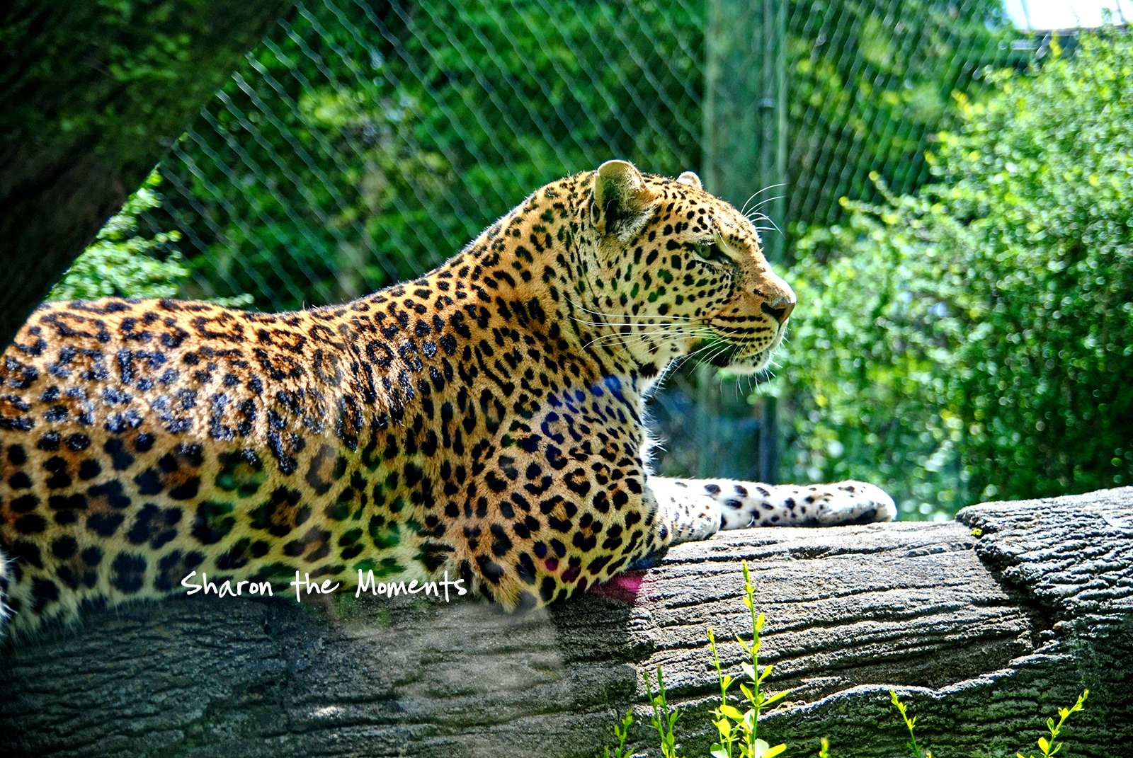 Monday Monday Spring Happy Mothers Day Columbus Zoo|Sharon the Moments blog