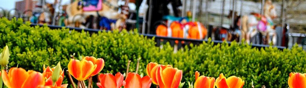 Spring Tulips Columbus Commons Ohio|Sharon the Moments Blog