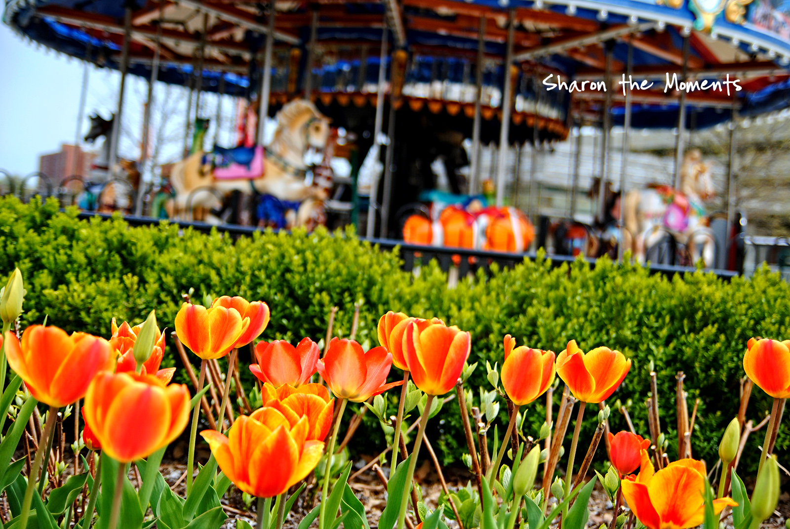 Spring Tulips Columbus Commons Ohio|Sharon the Moments Blog