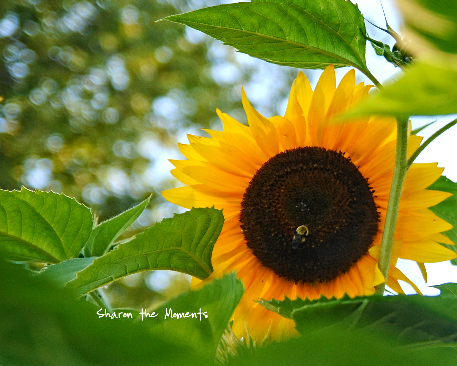 Favorite Photo Friday Summer Sunflowers|Sharon the Moments blog
