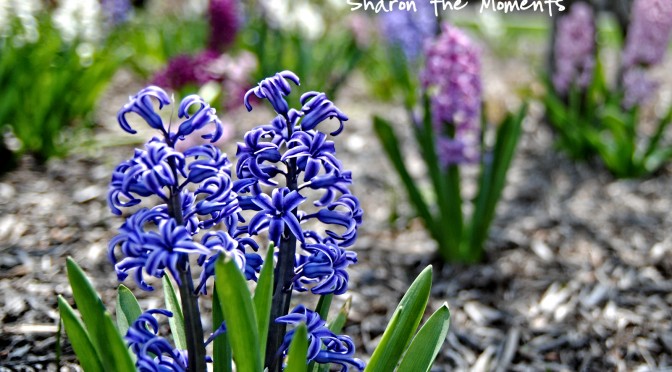 Favorite Photo Friday Think spring| Sharon the Moments Blog
