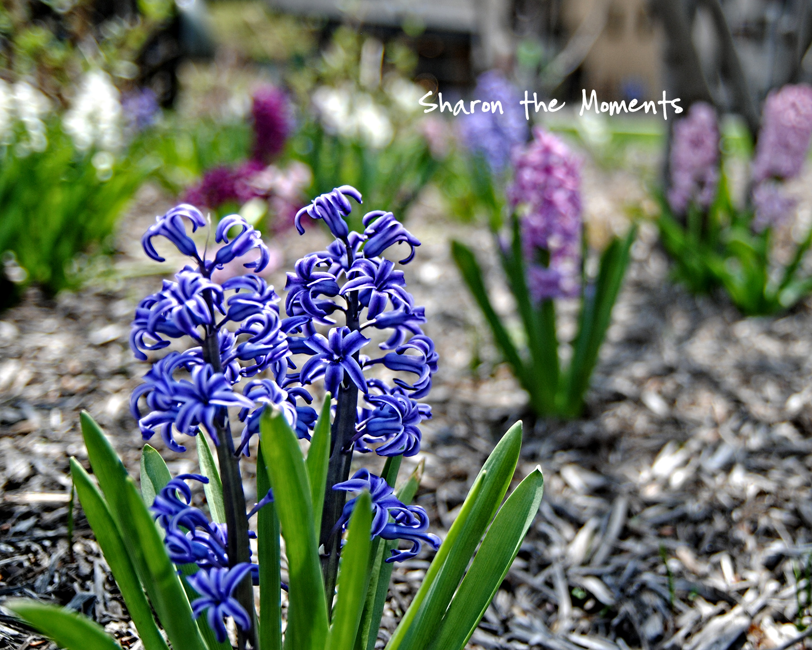 Favorite Photo Friday ™ … Think Spring
