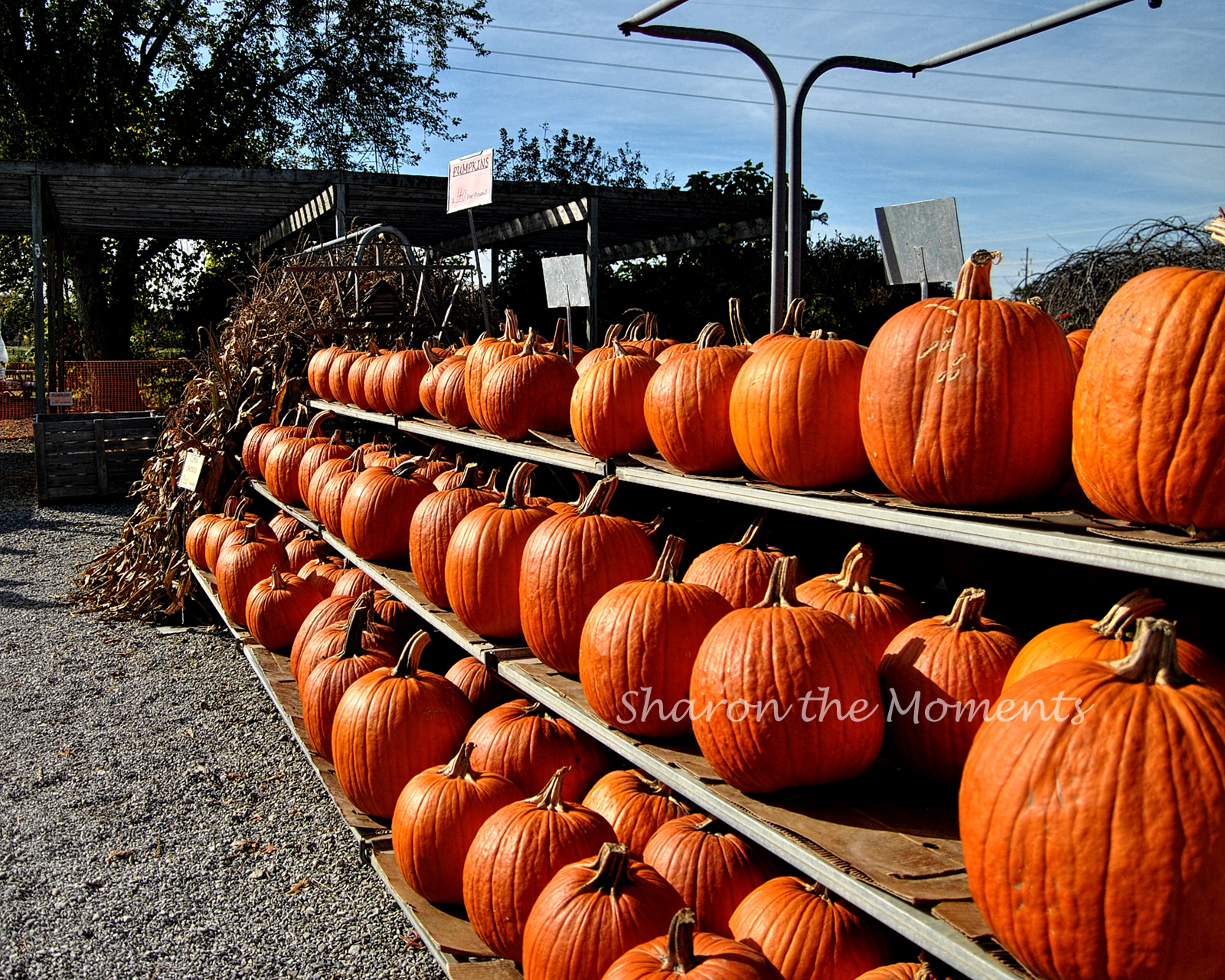 Deciding Which Pumpkin Patch to Visit  … Hidden Creek Farms