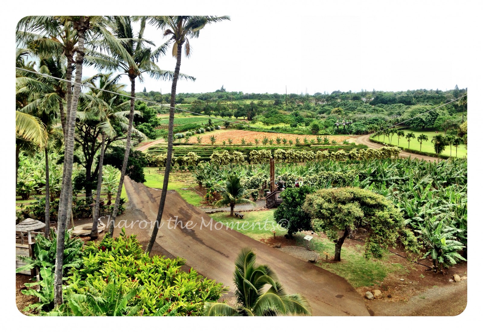 Maui Zipline Company is Hands Down a Wonderful Adventure |Sharon the Moments Blog