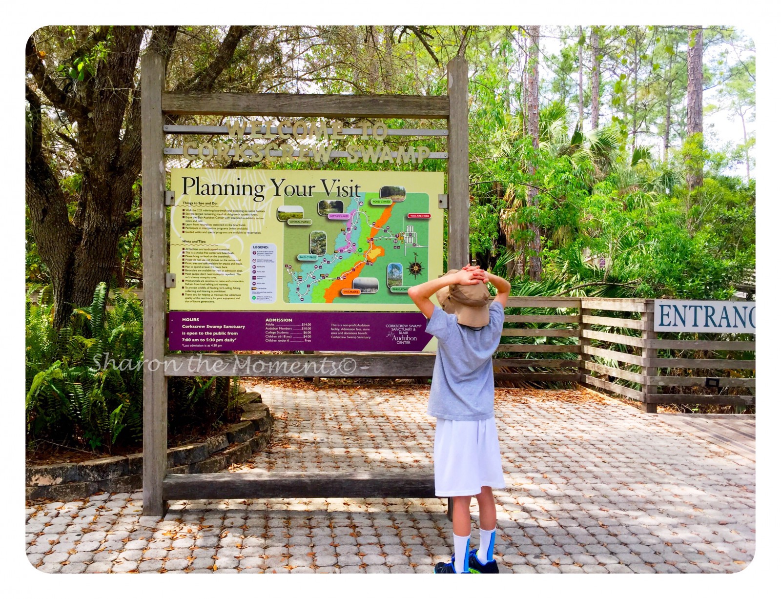 Corkscrew Swamp Sanctuary in SW Florida ||Sharon the Moments Blog