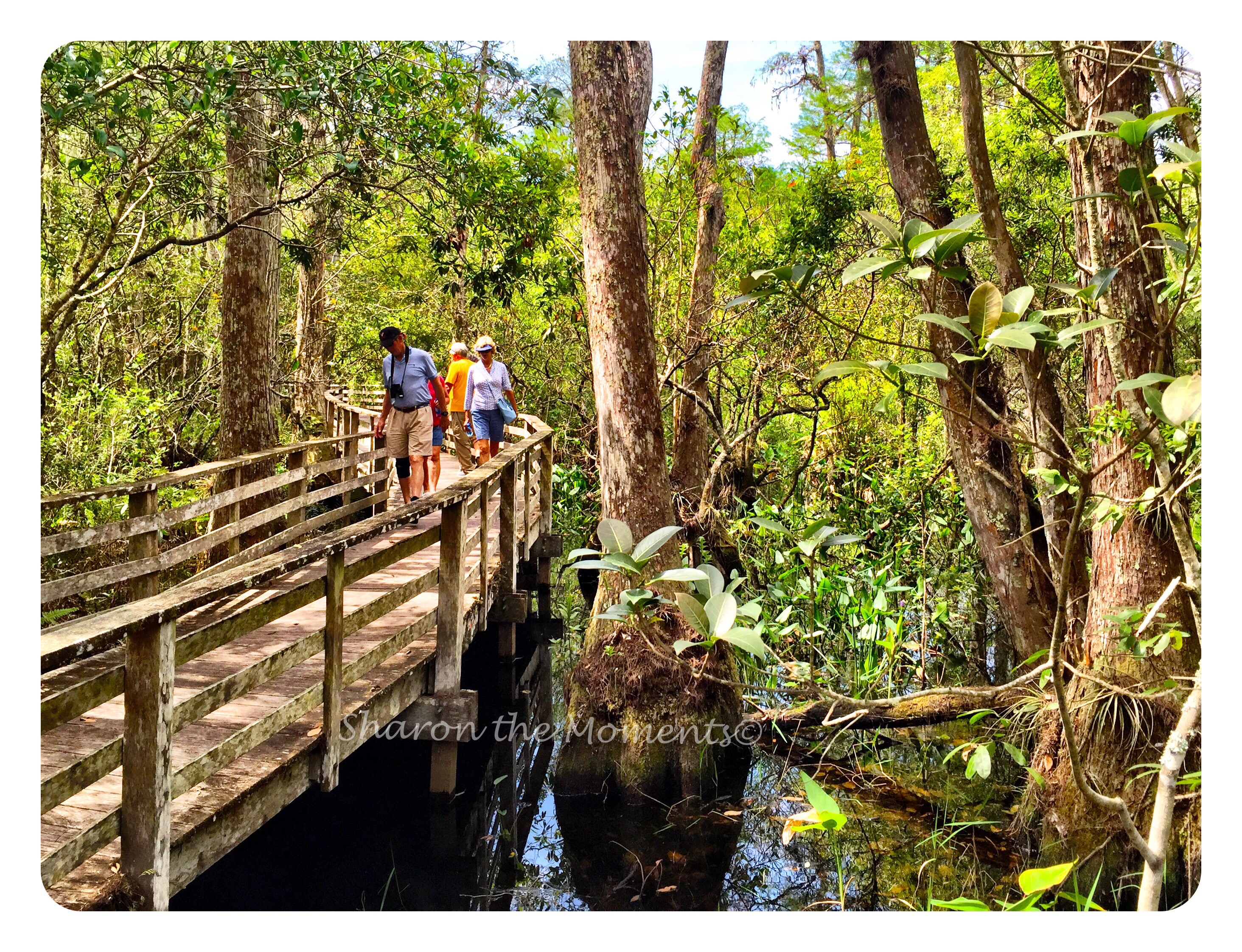 Corkscrew Swamp Sanctuary in SW Florida ||Sharon the Moments Blog