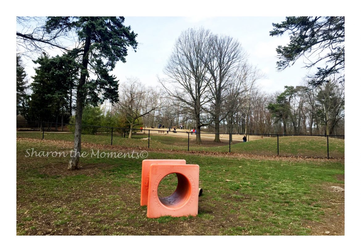 Dog Park Etiquette Do's and Don'ts Sharon the Moments